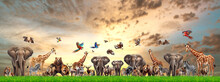 Various Types Of Wild Animals In Safari, Animal Life Concept.