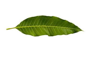 Wall Mural - mango leaf arrangement flat lay style 