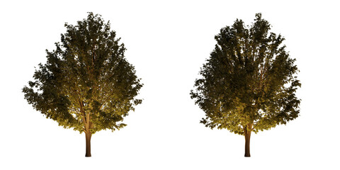 isolated, cutout, hires ulmus minor tree night scene with uplight in transparent background, best for parking landscape design, best for night render visualisation, post production and compositing.