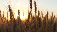 Ears Golden Wheat Sunset Field. Farming, Agriculture Farm. Golden Pure Wheat Field Over Blue Sky Summer Day Morning, Landscape Wheat Summer Field Sun Sky Nature, Rustic Background, Lifestyle