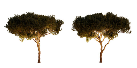 isolated, cutout, hires pinus pinaster tree night scene with uplight in transparent background, best for parking landscape design, best for night render visualisation, post production and compositing.