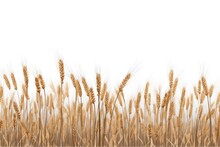 Yellow Spikelets Of Wheat Field Isolated On White Background. Golden Autumn Harvest Of Oats, Illustration. Generative AI