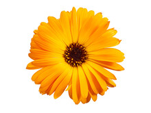 Top View Of Macro Orange Flower Named Osteospermum Orange African Daisy, Calendula. Marigold Flower Isolated On Background
