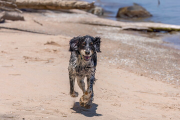 Canvas Print - The young wet dog running on the beach