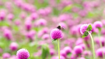 Wall Mural - Globe amaranth flowers in the garden, outdoor  Chiangmai Thailand.