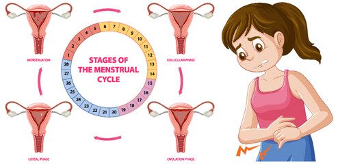 Wall Mural - Infographic of stages of the menstrual cycle