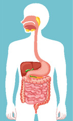 Wall Mural - Human medical digestive system