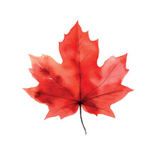 Beautiful Watercolor Red Maple Leaf Canada Day White Background.