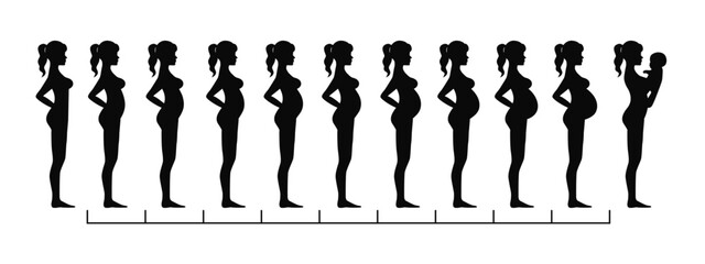 Pregnant woman silhouette, pregnant stages