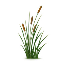 Realistic Reed, Sedge And Grass. Isolated 3d Vector Tall, Robust Plant That Grows In Wetlands And Along Bodies Of Water, With Narrow, Cylindrical Stems, Distinctive Seed Heads And Elongated Leaves