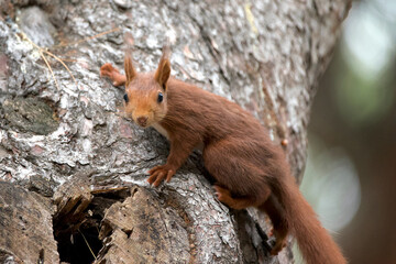 Furry squirrel on a pine tree in a park in Spain