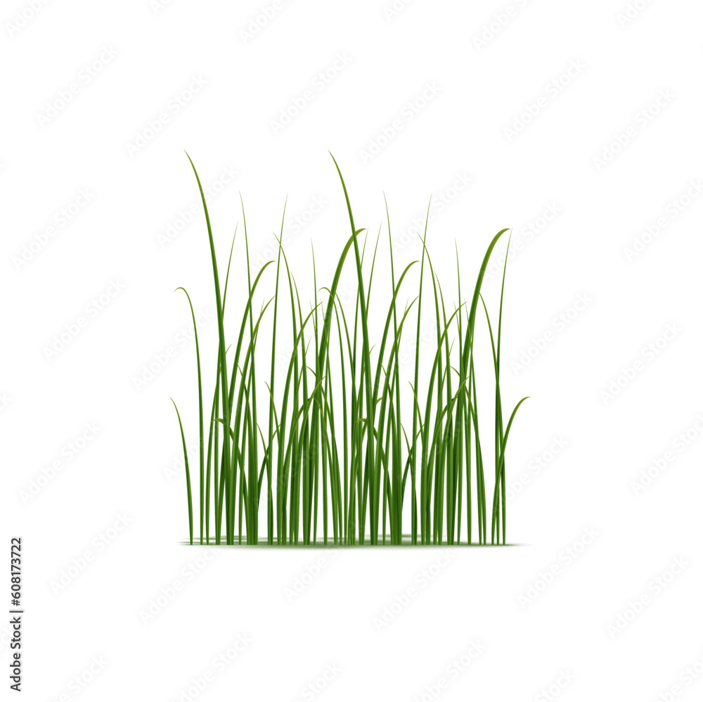 Realistic reed, sedge and grass grow in wetlands and marshes. Isolated ...