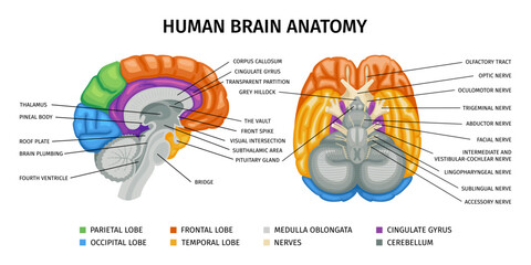 Wall Mural - Human Brain Anatomy Infographics