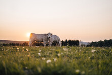 Beautiful Sunset On A Pasture Or A Meadow, Where Cows And Calves Graze On A Green Grass. Cow Grazing On A Pasture During A Sunset. Countryside Pasture With Green Grass And Flowers, Cattle Grazing.