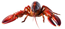 Lobster Isolated On The Transparent Background PNG. AI Generative.