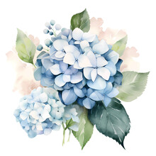 Watercolor Hydrangea Flowers Transparency No Background Png