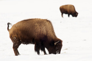 american bison (bison bison) in winter