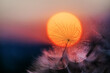 Dandelion silhouette against sunset with seeds blowing in the wind, summer concept. Beauty in nature