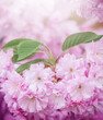 Cherry Blossom or Sakura flower background, summer photo.