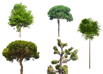 isolated tree green set is located on a white background. Collection of isolated tree green on white background