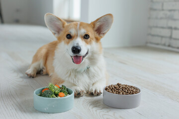 Dog food. Food for animals. Beautiful corgi eats food.