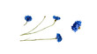 Set of cornflowers, wildflowers with stem, bud, flower, design element on a transparent isolated background, flat lay,  PNG