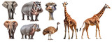 Fototapeta  - African animals isolated without background , elephant, hippo, ostrich, giraffe generative ai