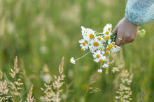 Woman Hand Holding Daisy Bouquet In Field In Evening Summer Countryside, Close Up. Atmospheric Moment. Young Female Gathering Wildflowers In Meadow. Rural Simple Life