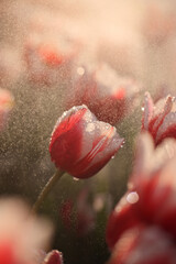 Wall Mural - red white tulip flower in close up