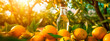 Orange drink in the garden of orange trees. Generative Ai,