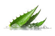 aloe vera leaf  isolated on transparent background. genarative ai