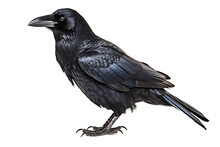 Crow Isolated On Transparent Background