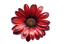 Red Gerber Daisy Isolated On Transparent Background. Genarative Ai