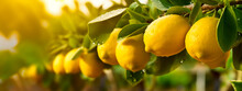 Lemon Grows On A Tree In A Harvest Garden. Generative Ai,