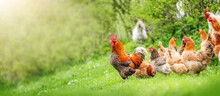 Beautiful Rooster And Hens Standing On The Grass In Blurred Nature Green Background