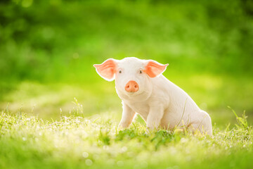 Wall Mural - Cute piglet sitting on a green field. Funny animals emotions.