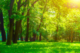 Fototapeta Las - Summer park landscape in sunny weather - park trees and narrow path lit by soft sunlight. Summer park nature