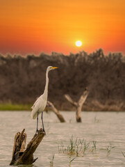 Canvas Print - ardea alba/ white heron portrait africa kenya