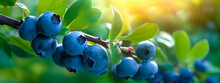 Blueberry Grows On A Tree In The Harvest Garden. Generative Ai,