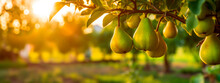Pear Grows On A Tree In The Harvest Garden. Generative Ai,