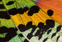 Colorful Butterfly Wing Pattern With Dark Spot