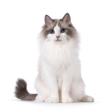 Pretty Bicolor Ragdoll Cat, Sitting Up Facing Front. Looking At Camera With Dark Blue Eyes. Isolated On A White Background.