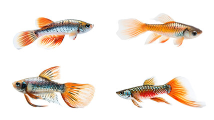 Wall Mural - Set of exotic fish isolated on the transparent background PNG. AI generative.