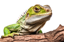 Close-up Of A Big Green Lizard On The Branch Isolated On Transparent Background, Generative AI