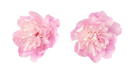 Wall Mural - Set of pink peony flowers isolated on white or transparent background