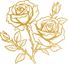 Hand Drawn Roses. Sketch Rose Flowers With Buds, Leaves And Stems . Golden Vintage Etching Vector Botanical Isolated On Transparent. Illustration Of Rose Petal, Sketch Botany Floral Plant, PNG And SVG