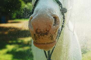 Canvas Print - Horse getting bath on farm closeup with water splash over nose and face during summer.