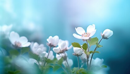 spring forest white flowers primroses on a beautiful blue background. macro. blurred gentle sky-blue