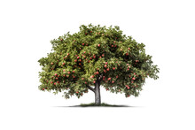 Red Apple Tree Isolated On Transparent Background. Generative Ai.