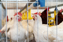 White Chickens In Cage In Poultry Farm.